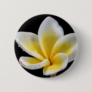 Schöne weiß-gelbe Plumeria-Blume Button
