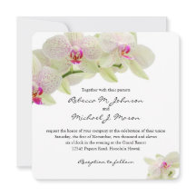 Schöne Weiß-und Pink-Orchideen