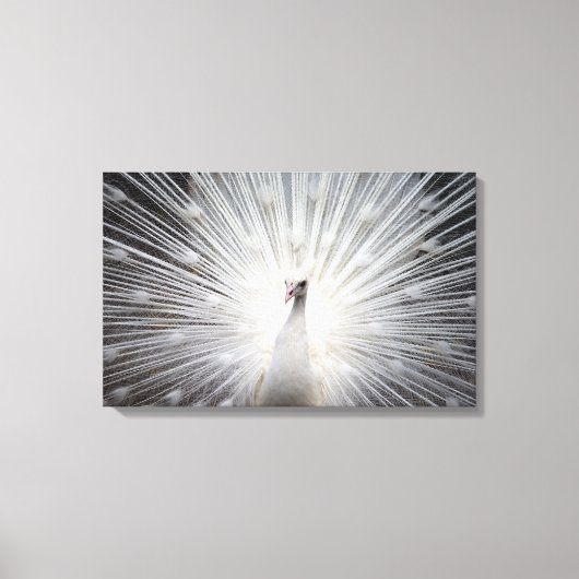 Schöne weiße Albino Taumel Leinwanddruck (Vorderseite)