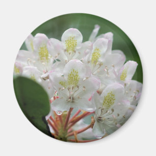 Schöne weiße Azaleenblüten-Fotografie Magnet