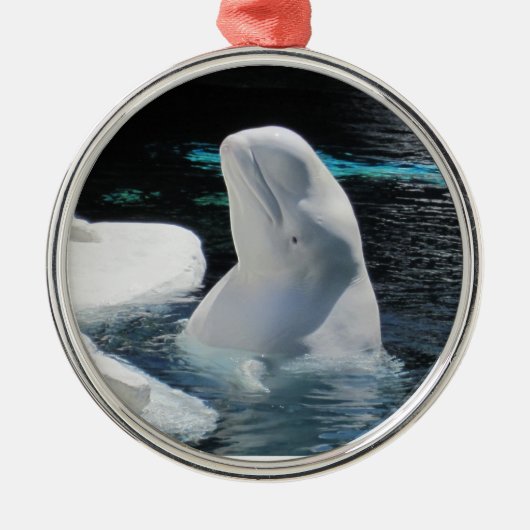 Schöne Weiße Beluga Whale Silbernes Ornament (Vorne)