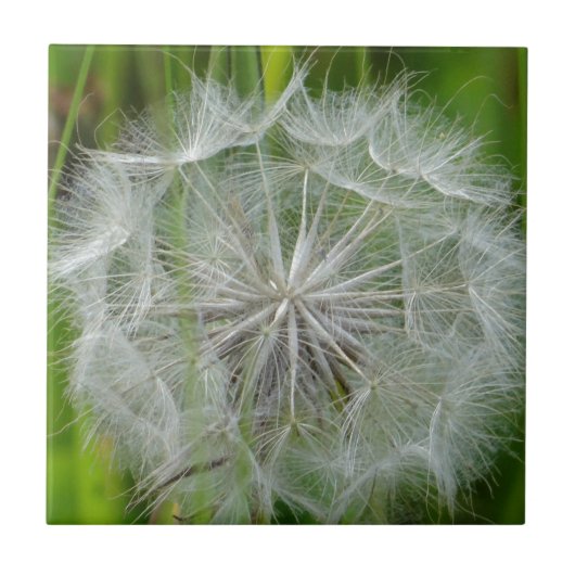 Schöne weiße Blume Fliese (Vorderseite)