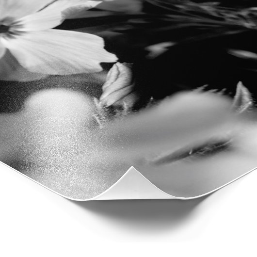 Schöne weiße Blume Schwarz-Weiß Fotodruck (Ecke)