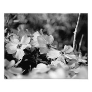 Schöne weiße Blumen Schwarzweiss Fotodruck