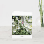 Schöne weiße Hollyhocks, Beileid Karte (Rückseite)