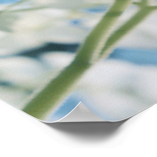 Schöne weiße Hydrangea Blooms Highkey Poster (Ecke)