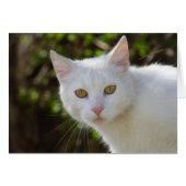 Schöne weiße Katze (Vorderseite (Horizontal))