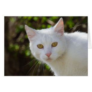 Schöne weiße Katze