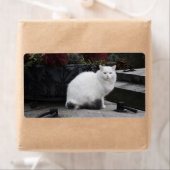 Schöne weiße Katze auf einem Grab (Insitu)
