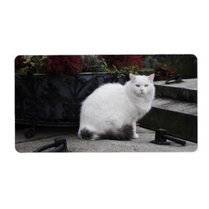 Schöne weiße Katze auf einem Grab