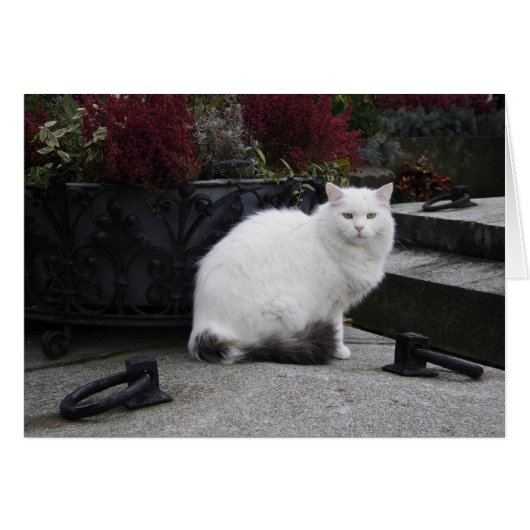 Schöne weiße Katze auf einem Grab (Vorderseite (Horizontal))
