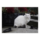 Schöne weiße Katze auf einem Grab (Vorderseite (Horizontal))