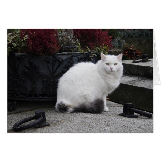 Schöne weiße Katze auf einem Grab (Vorderseite (Horizontal))