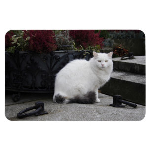Schöne weiße Katze auf einem Grab Magnet