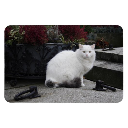 Schöne weiße Katze auf einem Grab Magnet (Horizontal)