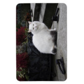 Schöne weiße Katze auf einem Grab Magnet (Vertikal)