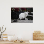 Schöne weiße Katze auf einem Grab Poster (Küche)