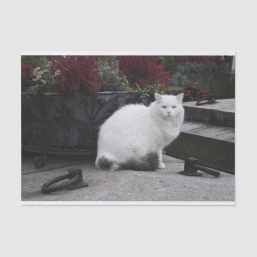 Schöne weiße Katze auf einem Grab Seidenpapier (Vorderseite)