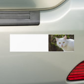 Schöne weiße Katze Autoaufkleber (Auf Auto)