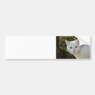 Schöne weiße Katze Autoaufkleber
