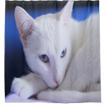 Schöne weiße Katze/Foto des Haustiers hinzufügen