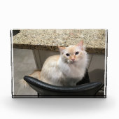 Schöne weiße Katze Fotoblock (Vorderseite)