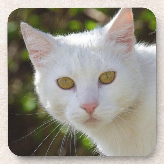 Schöne weiße Katze Getränkeuntersetzer (Vorderseite)