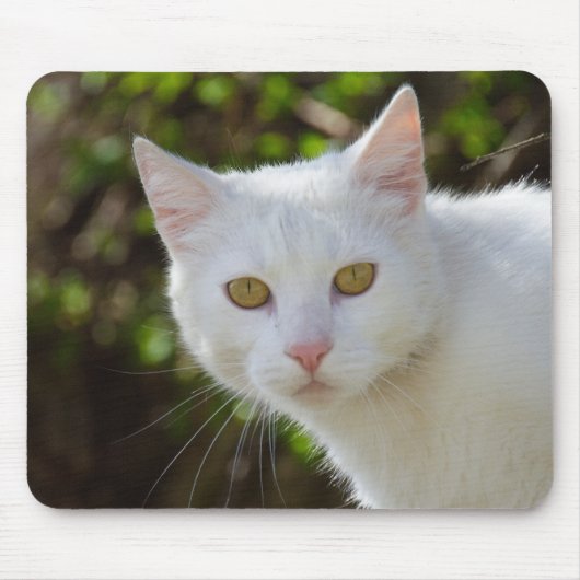 Schöne weiße Katze Mousepad (Vorne)