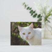Schöne weiße Katze Postkarte (Stehend Vorderseite)
