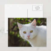 Schöne weiße Katze Postkarte (Vorne/Hinten)