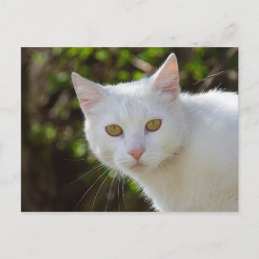 Schöne weiße Katze Postkarte (Vorderseite)