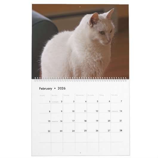 Schöne weiße Katzen 2021 Kalender (Feb 2026)