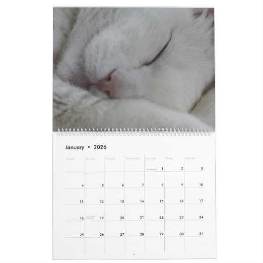 Schöne weiße Katzen 2021 Kalender (Jan 2026)