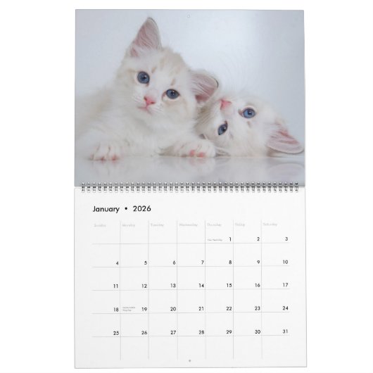 Schöne weiße Katzen 2022 Kalender (Jan 2026)