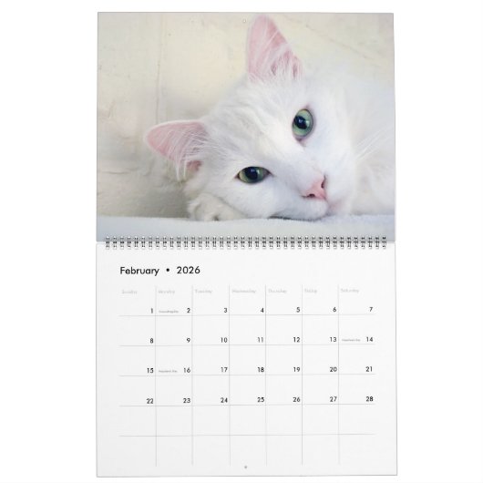Schöne weiße Katzen 2022 Kalender (Feb 2026)