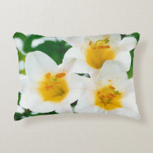 Schöne weiße Lilien - Lilium candidum