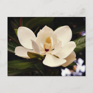 Schöne weiße Magnolienbaumblüte Nahaufnahme Postkarte