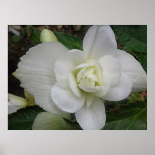Schöne weiße Nelken-Druck Poster