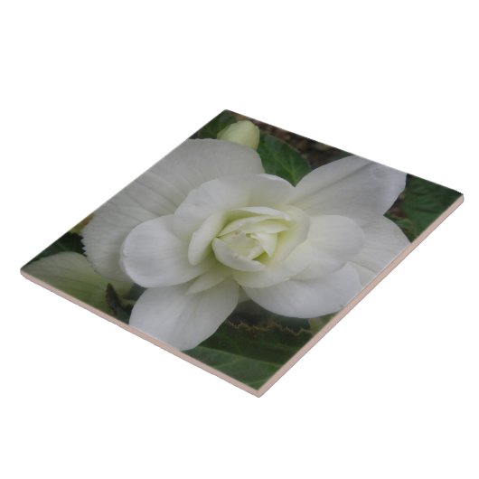 Schöne weiße Nelkenbahn Fliese (Seite)