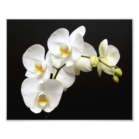Schöne weiße Orchidee mit schwarzem Hintergrund Fotodruck (Vorne)