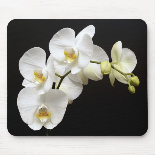 Schöne weiße Orchidee mit schwarzem Hintergrund Mousepad (Vorne)