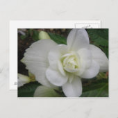 Schöne weiße Postkarte (Vorne/Hinten)