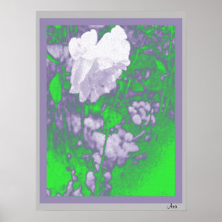 SCHÖNE WEISSE ROSE ART DRUCKER 18 X 24 POSTER