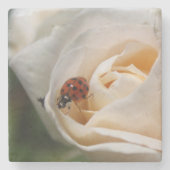 Schöne weiße Rose-Blume, roter Ladybug Steinuntersetzer (Vorderseite)