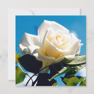 Schöne weiße Rose Dankeskarte