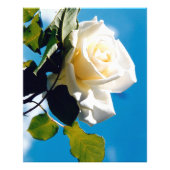 Schöne weiße Rose Fotodruck (Vorne)