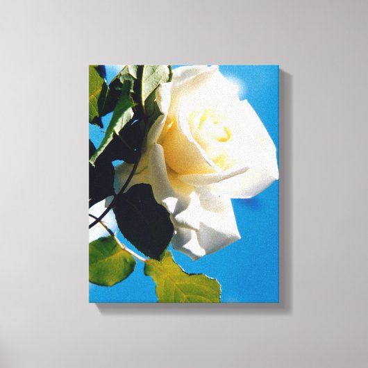 Schöne weiße Rose Leinwanddruck (Vorderseite)