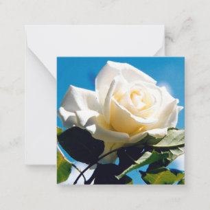 Schöne weiße Rose Mitteilungskarte