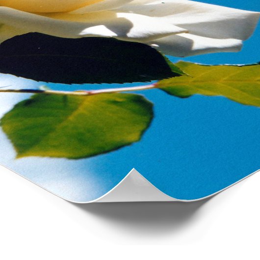 Schöne weiße Rose Poster (Ecke)