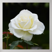 Schöne weiße Rose Poster (Vorne)